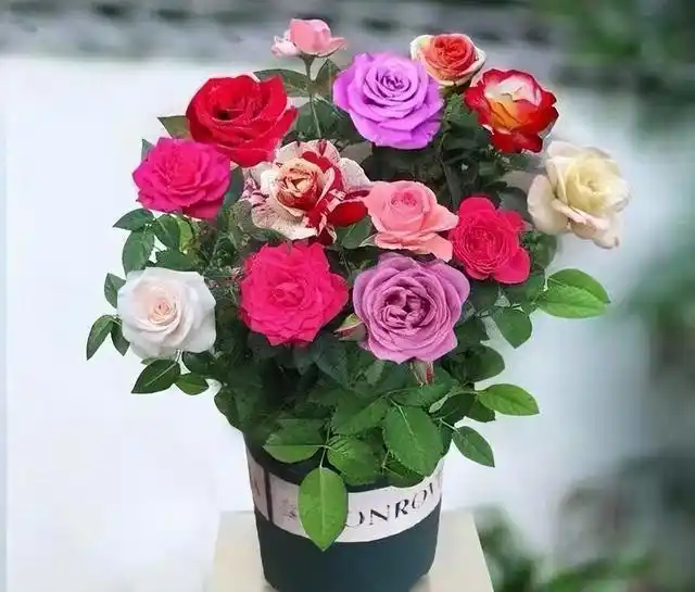 好养易活的多色玫瑰,开花时真的很美|月季花|花朵_网易订阅