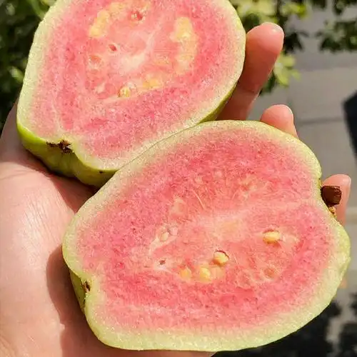 福建胭脂红5斤石榴潘石榴当季漳州应当新鲜水果芭乐