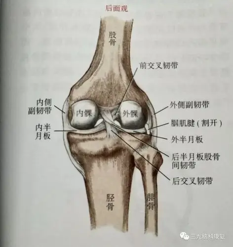 且行且珍膝_膝关节