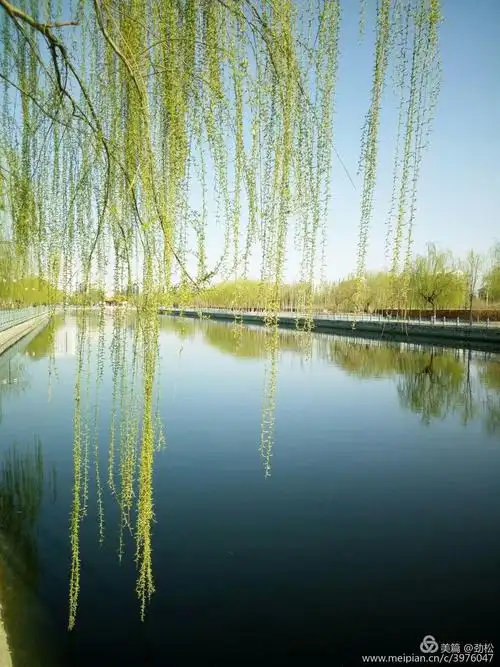 观柳赏花御河边——春看我家门前这条河