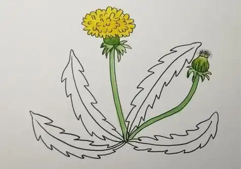 儿童简笔画,彩色简笔画,蒲公英简笔画,简笔画图片