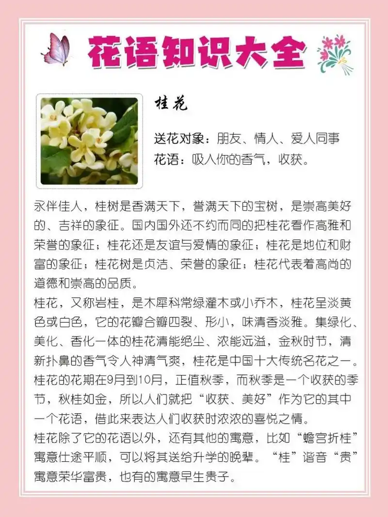 9495桂花的花语 95桂花 送花对象:朋友,情人,爱人同事 花语:吸入