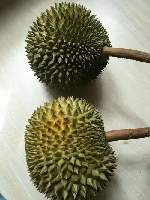 泰国干尧榴莲 长柄猫山王 寻找实力微商代理 一件代发