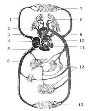 9分下图为人体血液循环途径示意图1在心脏的四个腔中壁最厚的是nbs