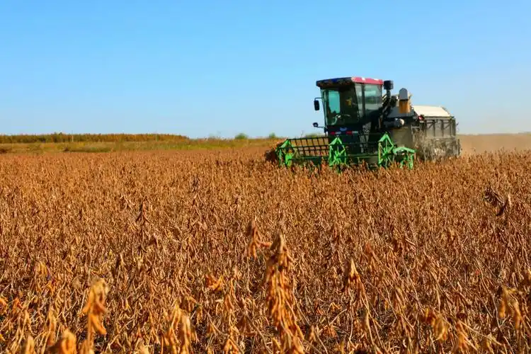 北大荒集团八五四农场大豆喜获丰收.田萍摄
