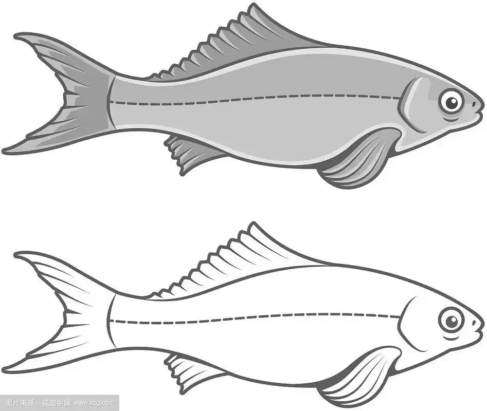 鱼的轮廓图