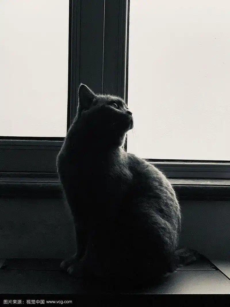 黑白照片,猫的肖像