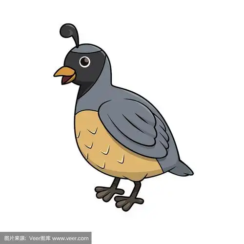 矢量插图鹌鹑孤立在白色背景.