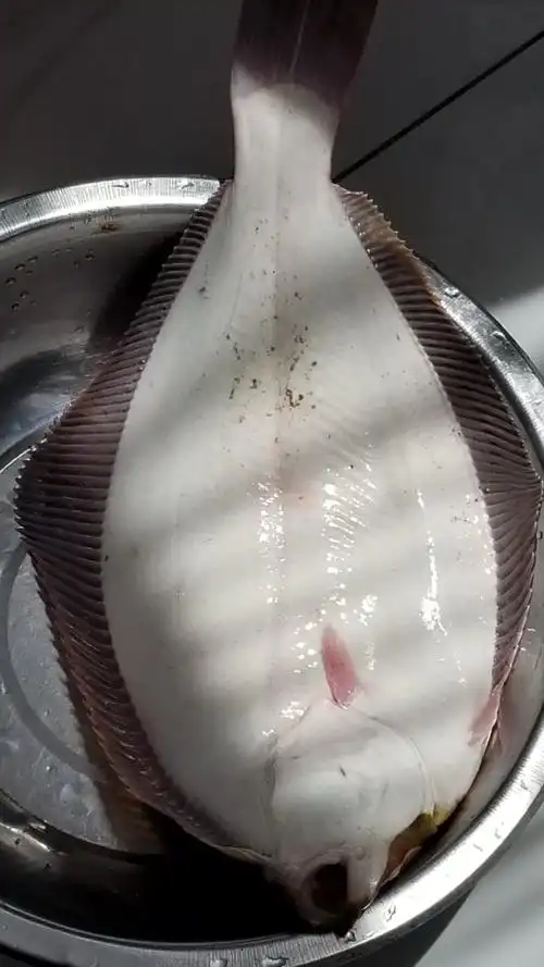 一条大扁鱼,能吃生鱼片的.