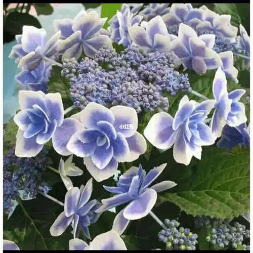 有认识这个品种绣球的吗?