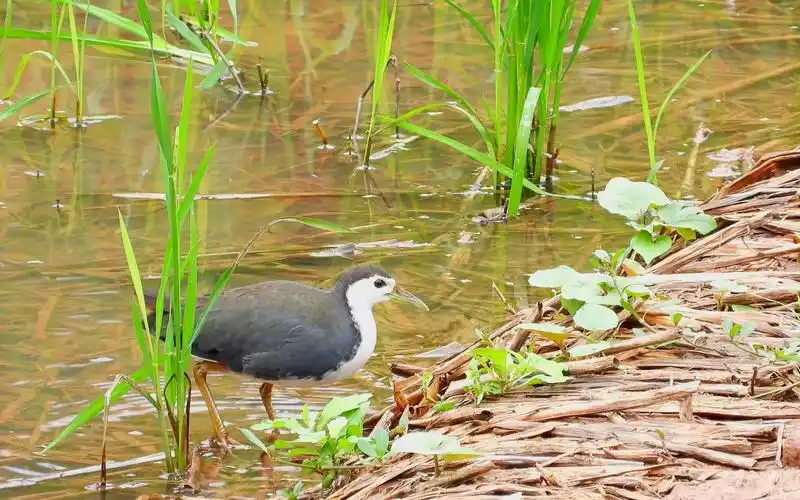 难得一见的白面水鸡,白胸苦恶鸟,小时候只听到叫声没见过鸟_哔哩哔哩