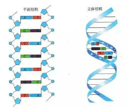 dna 分子结构模式图