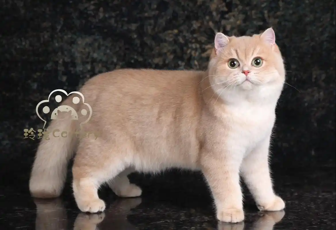 cy11色紫金渐层弟弟.品种:英国短毛猫93色号:cy11 - 抖音