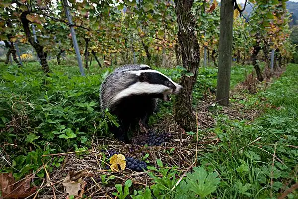 獾,葡萄园,黑森林,德国,十月