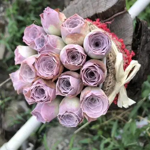 多肉山地玫瑰全品种状态图&状态视频合集～上(多图剧毒)