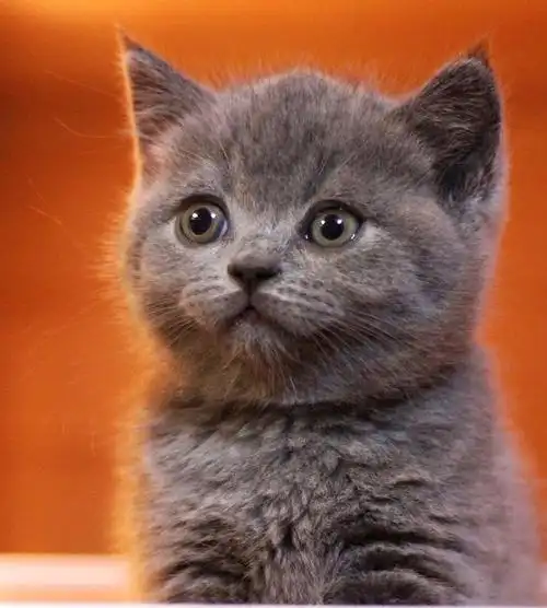 英短蓝猫短毛猫纯蓝英短弟弟妹妹公母杭州下沙包疫.