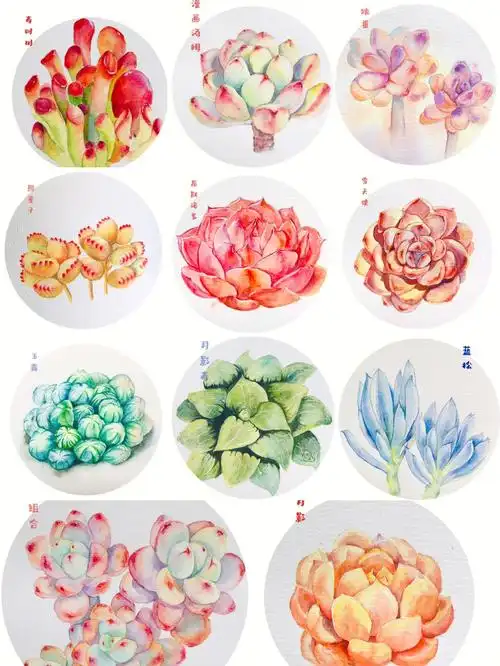 每张多肉都是直播后滴视频系列剪辑了可以到主页查看合集哦临摹注明