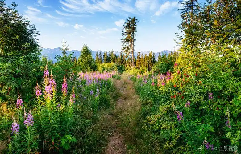 山_小路_野花_高清图片_全景视觉