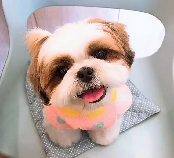 长睫毛的西施犬_西施犬图片_狗扑西施犬网