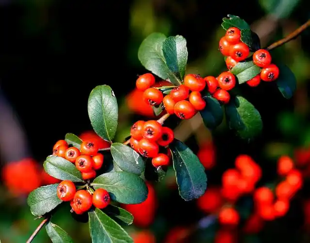 火红的火棘