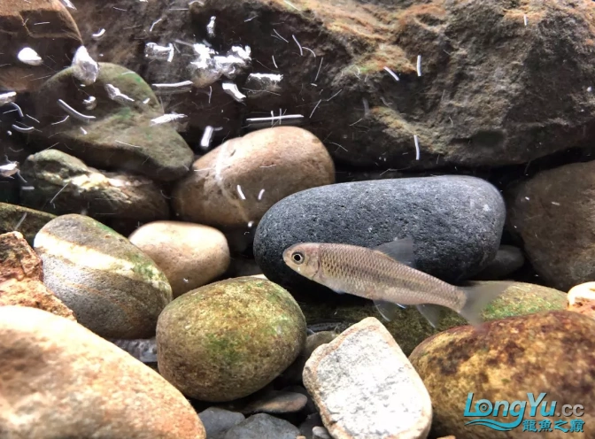 鱼缸:120*60*60(水位40)cm 生物:褐吻鰕虎 rhinogobius brunneus;马口