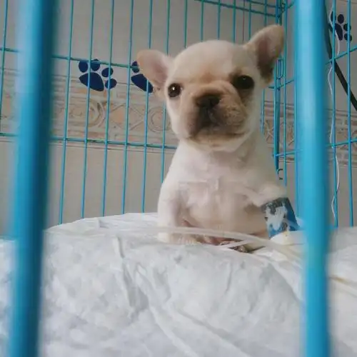 曝光揭露繁殖法斗的假狗舍了风暴听过吗