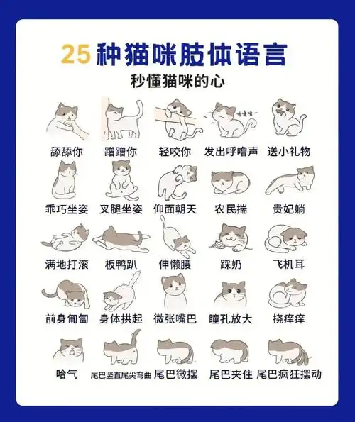 解锁猫猫各种肢体语言