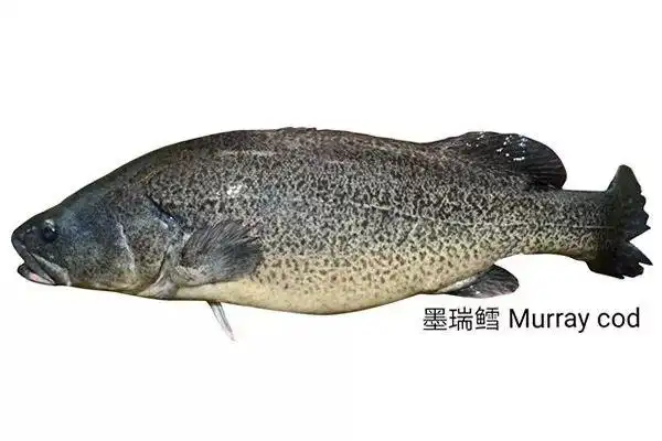 好食材|前方剧透!深圳食材展"网红展品"抢先看