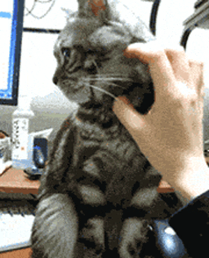 喵星人按摩够了退下别碰我嫌弃二货gif动图_动态图_表情包下载_soogif