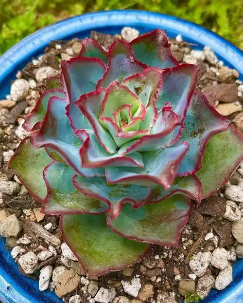 钢叶莲 echeveria subrigida – 多肉联萌