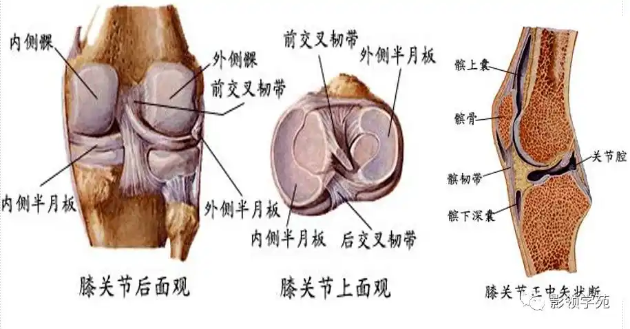 交叉韧带解剖及损伤的mri诊断