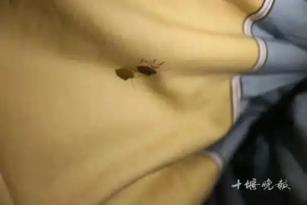 网易首页>网易号>正文申请入驻> 臭屁虫最有力的防身武器就是它头部的