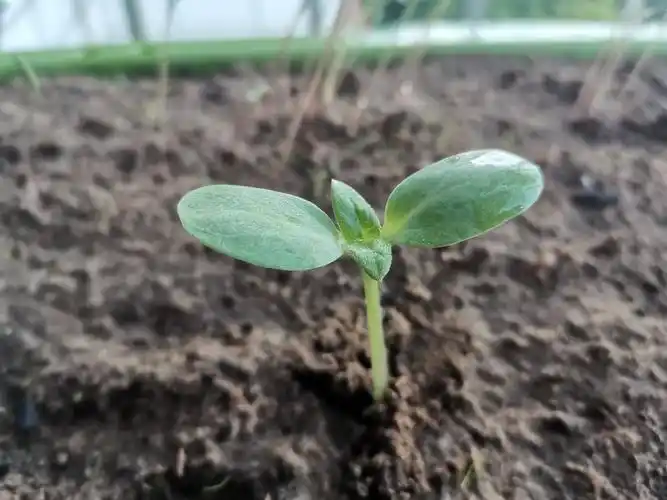 向日葵今天的变化就是长高了点,叶子也大了一点,还多出了两片小叶子.