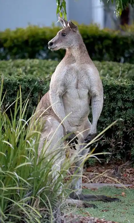 澳身高超2米"拳击袋鼠":爪碎铁桶【3】