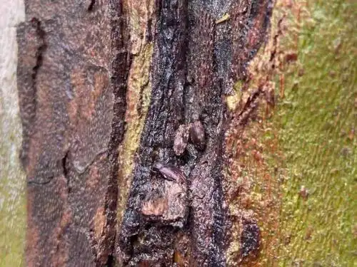 知识萧山给2050棵法国梧桐投放了虫子这是在干嘛