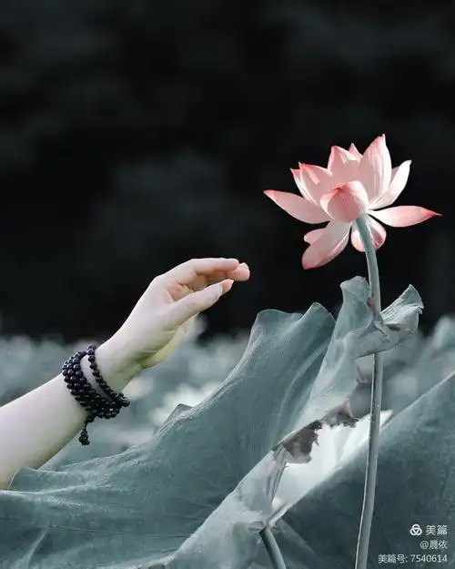 我心中的那一朵莲