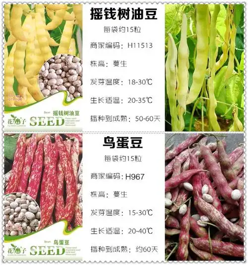 四季豆种子 豆角 四棱豆 紫金架 豆太极豆 豆荚籽 黄金钩地豆