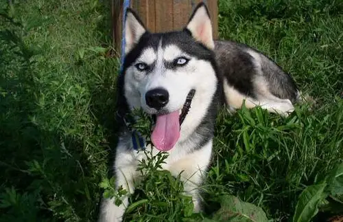 西伯利亚雪橇犬