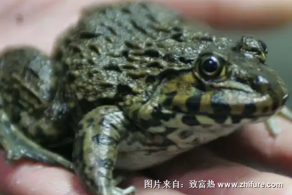 石蛙和牛蛙的区别