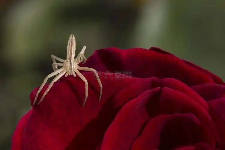 蜘蛛,红玫瑰,自然