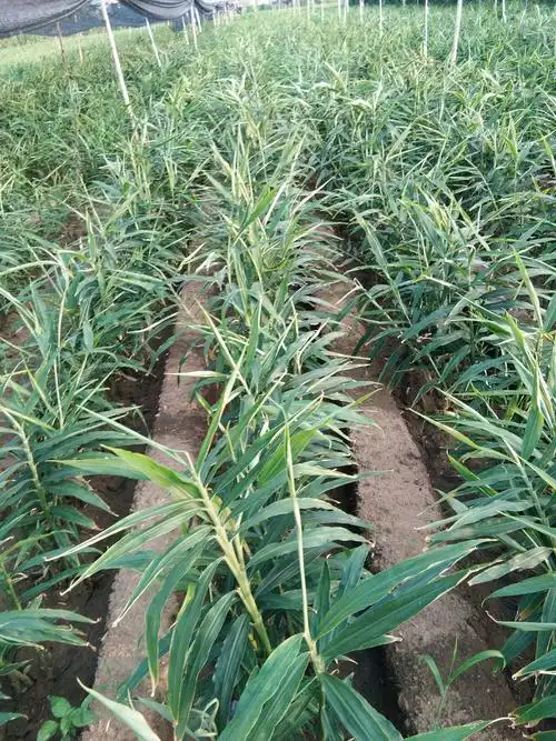 963高效一体化种植大姜,效果就是好.