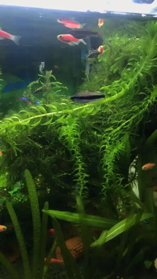 蜈蚣草水草固定妙招