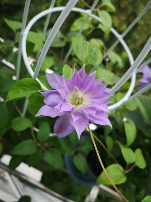 铁线莲琉璃723强剪