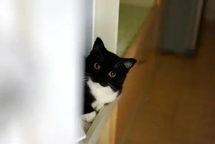 自带白手套猫猫黑黑猫警长