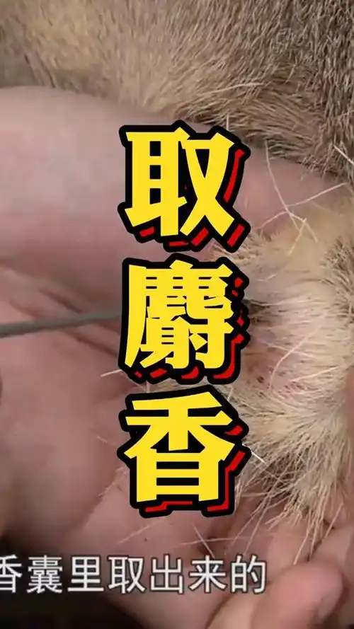 麝香就是这么取的