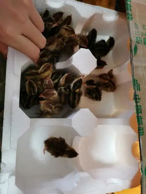 鹌鹑出来了现在有27只啦