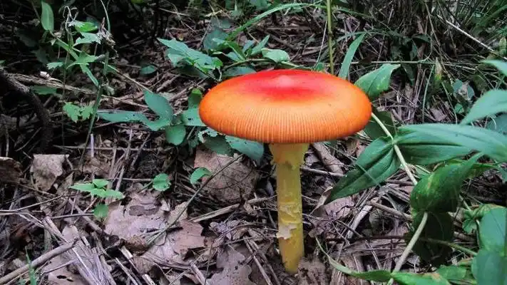 我国家庭食源性疾病事件首位为毒蘑菇中毒 - 海报新闻