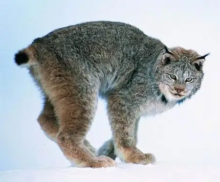 我国东北的一些地方称猞猁为"狸猫"