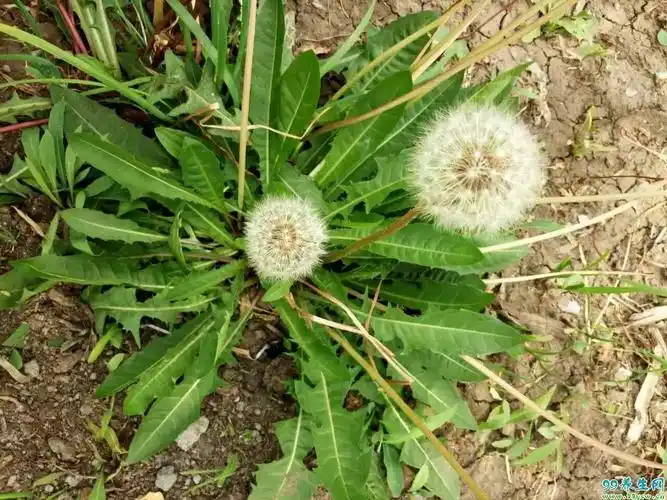 春,秋两季的蒲公英,功能与食用方法.