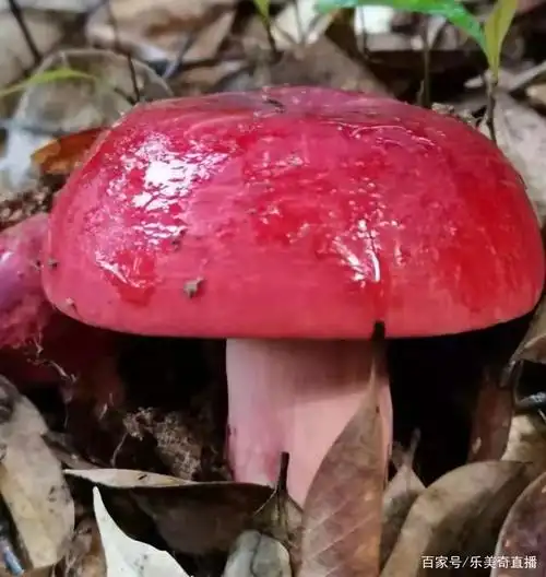 红菇含有多糖类抗癌物质,有利于血液循环,降低血液中的胆固醇,抑制癌